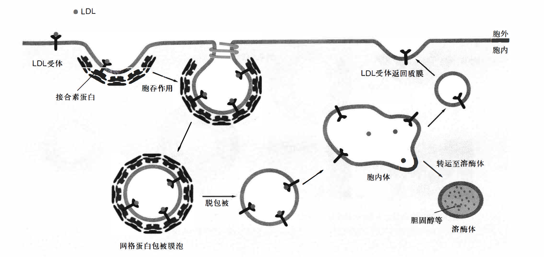 LDL通过受体介导的胞吞作用进入细胞 P82